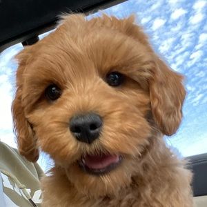 Meet your Posher, Eriknaz